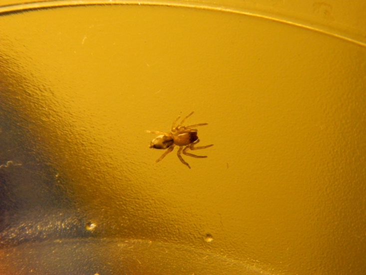 Clubiona leucaspis - Viadana (MN)